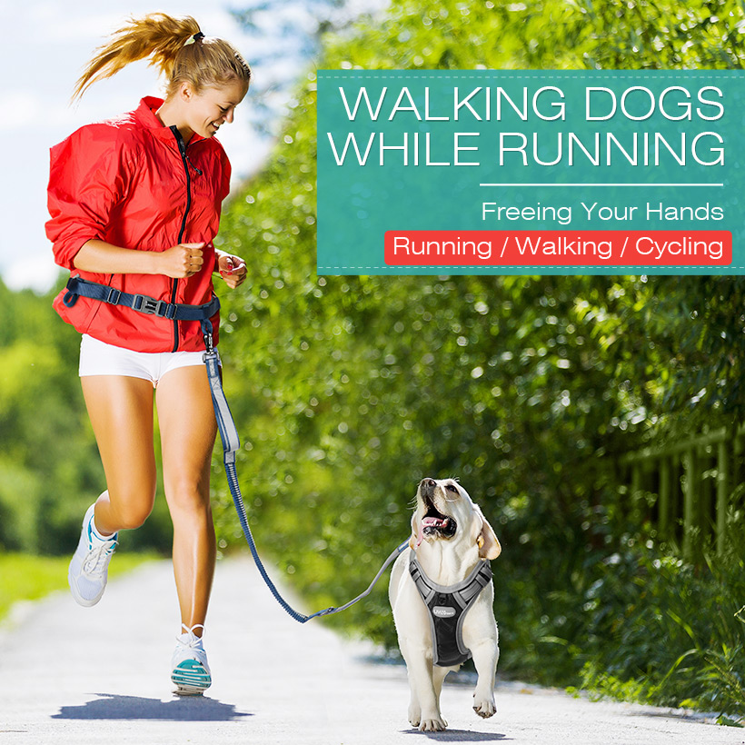 hands free bungee dog leash